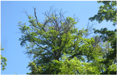 Descente de cime-signe de dépérissement accéléré de l’arbre